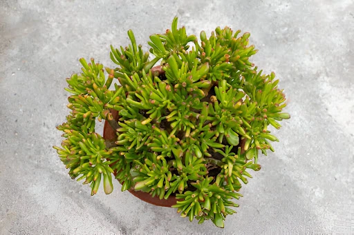 Crassula Ovata Gollum