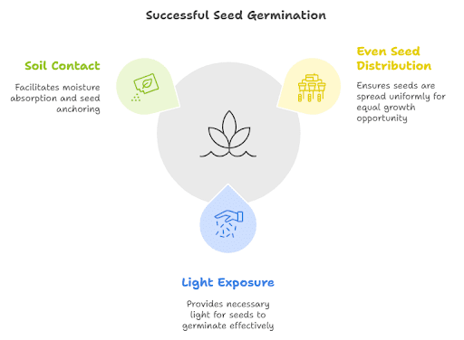 Seeding Succulents: Growing Succulents From Seeds