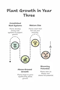 Year Three The Leaping Phase