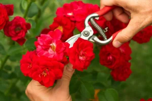 Gardening Tips for Pruning and Trimming