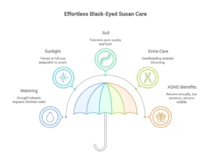 Low Maintenance Plant Care for Black-Eyed Susan