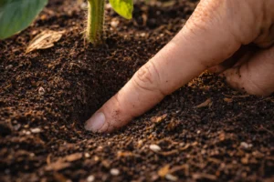 How to Water a Vegetable Garden Correctly