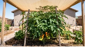 How Much Sun Do Tomato Plants Need