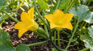 Close-up of a male cucumber flower on a thin stem next to a female cucumber flower with a small cucumber-shaped swelling at its base.