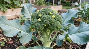 Broccoli head with small yellow flowers opening among green florets