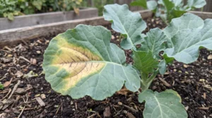 Broccoli leaf with wedge-shaped yellow discoloration and darkened veins
