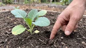 Gardener inserting a finger into soil beside a young broccoli seedling to check moisture