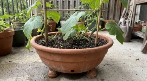 Checking drainage on a container cucumber with wet soil
