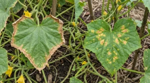 Cucumber leaf with brown edges compared with a leaf showing angular brown spots