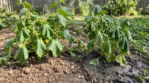 Cucumber heat wilt compared with drooping caused by overly wet soil