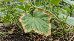 Cucumber leaf edges turning brown and crispy while the center remains green
