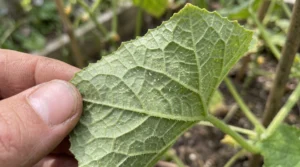 Underside of cucumber leaf with pale stippling and fine spider mite webbing