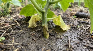 Cucumber drooping with wet soil showing root and crown stress