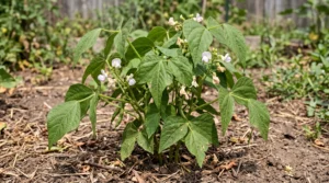 Flowering green bean plant with slightly drooping leaves and drying white blossoms in a sunny vegetable garden
