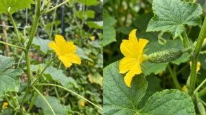 Male cucumber flower on a thin stem beside a female flower with a small cucumber-shaped ovary