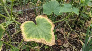 Older cucumber leaf with yellowing and brown scorched margins
