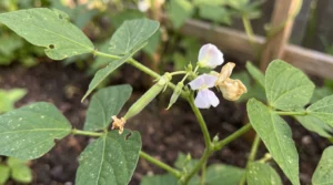 Young green bean pod with a dried blossom at its tip, growing beside white bean flowers and green leaves